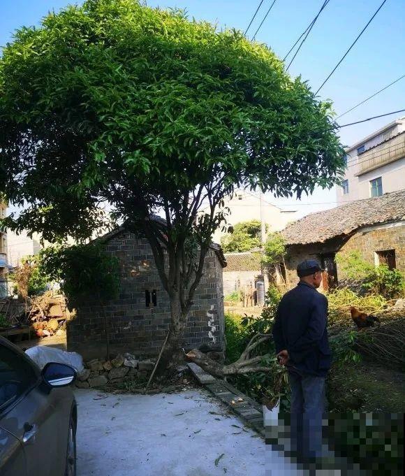 长寿花真是花如其名，长寿还爱爆盆，真是好兆头！