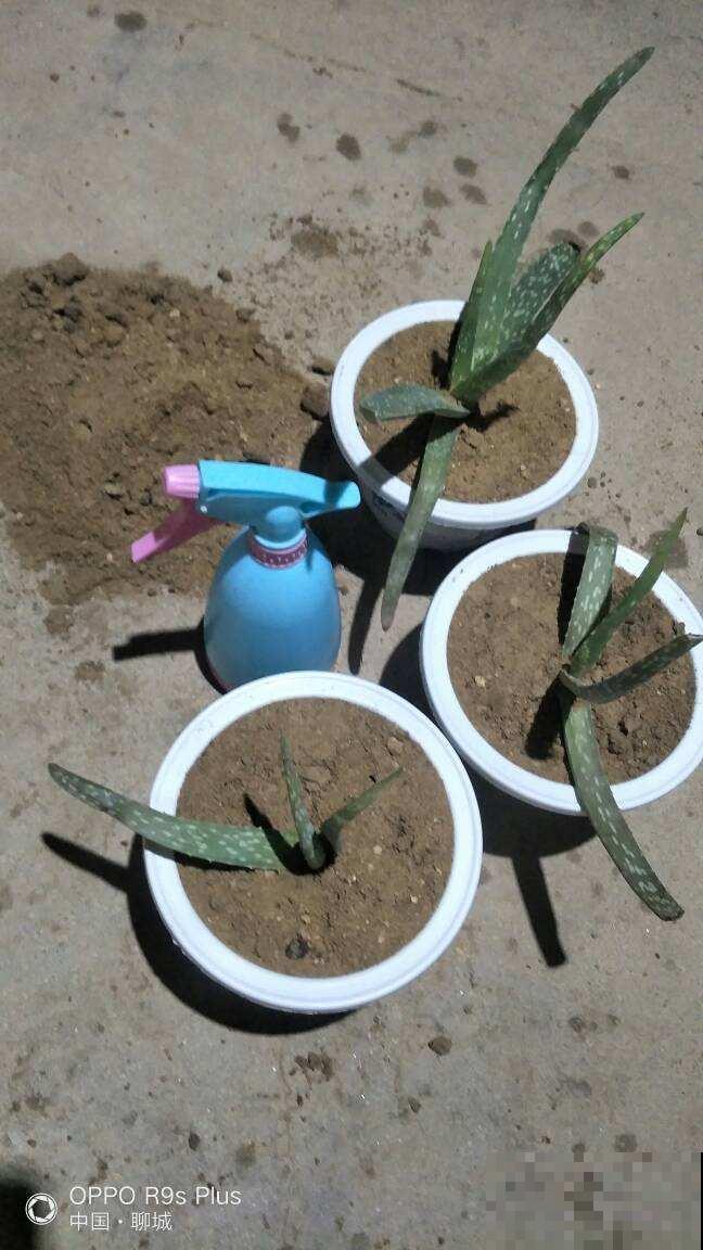 不要钱的植料，野外溜一圈就能找到，便宜好用关键是透气