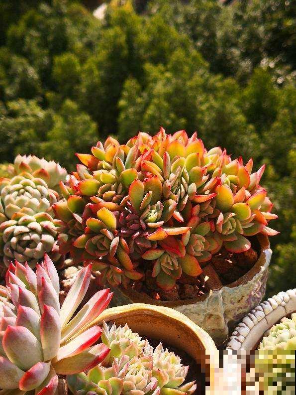 多肉冬天冻一冻，颜色就变成了调色盘，好看极了！