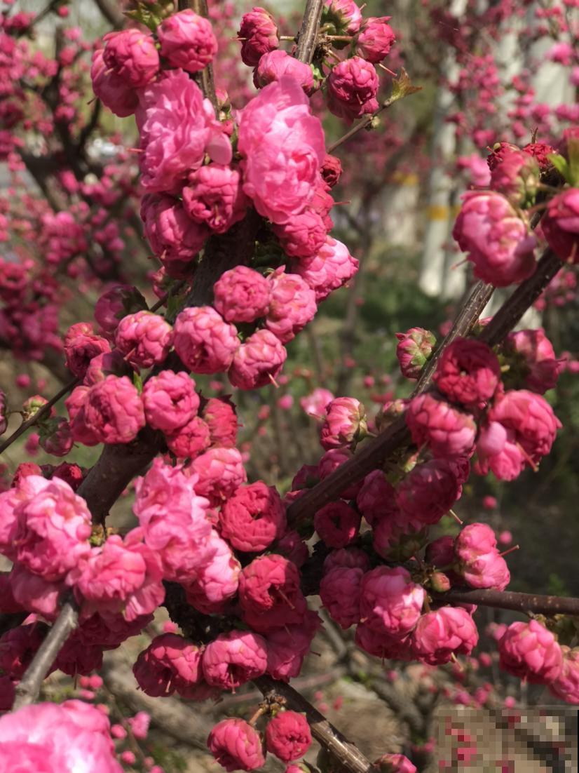 24种花，对应24节气，一年到头有花看（上篇）