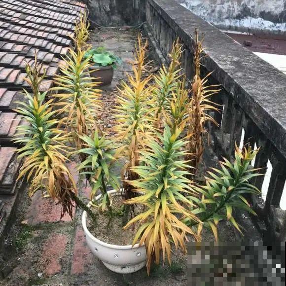 春天给花分株，1盆变成多盆，很快爆盆