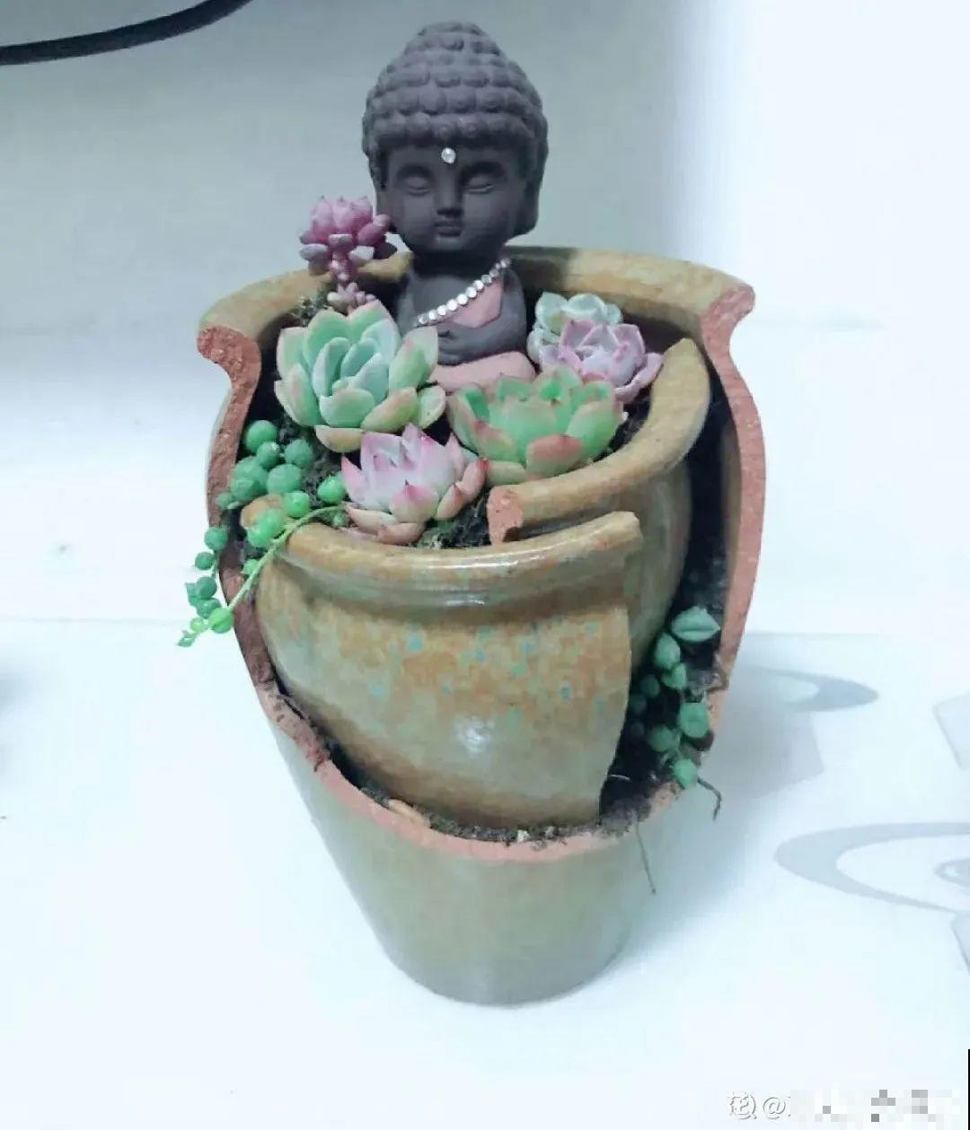 多肉塞进一个盆里，像是艺术品，颜值高了好几个档次！