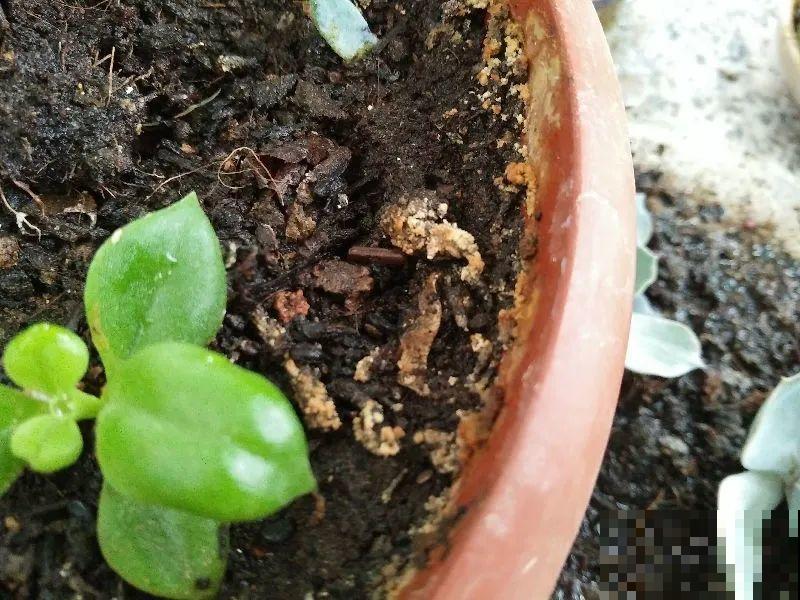 花盆里长了个“蛋”，赶紧换盆，否则必死无疑！