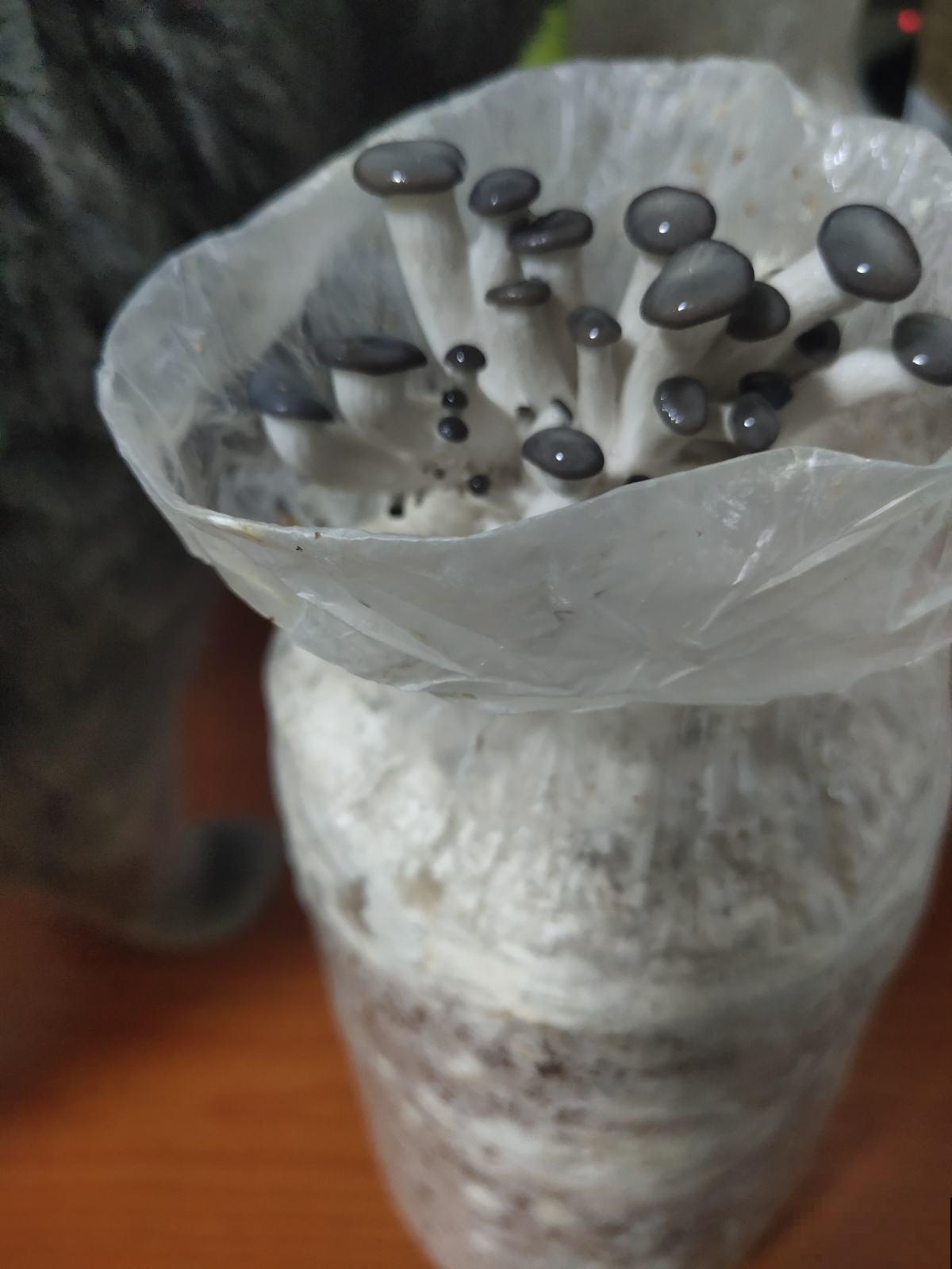 在家种两种菜，现在种过年正好能吃，栽种难度不大还省钱