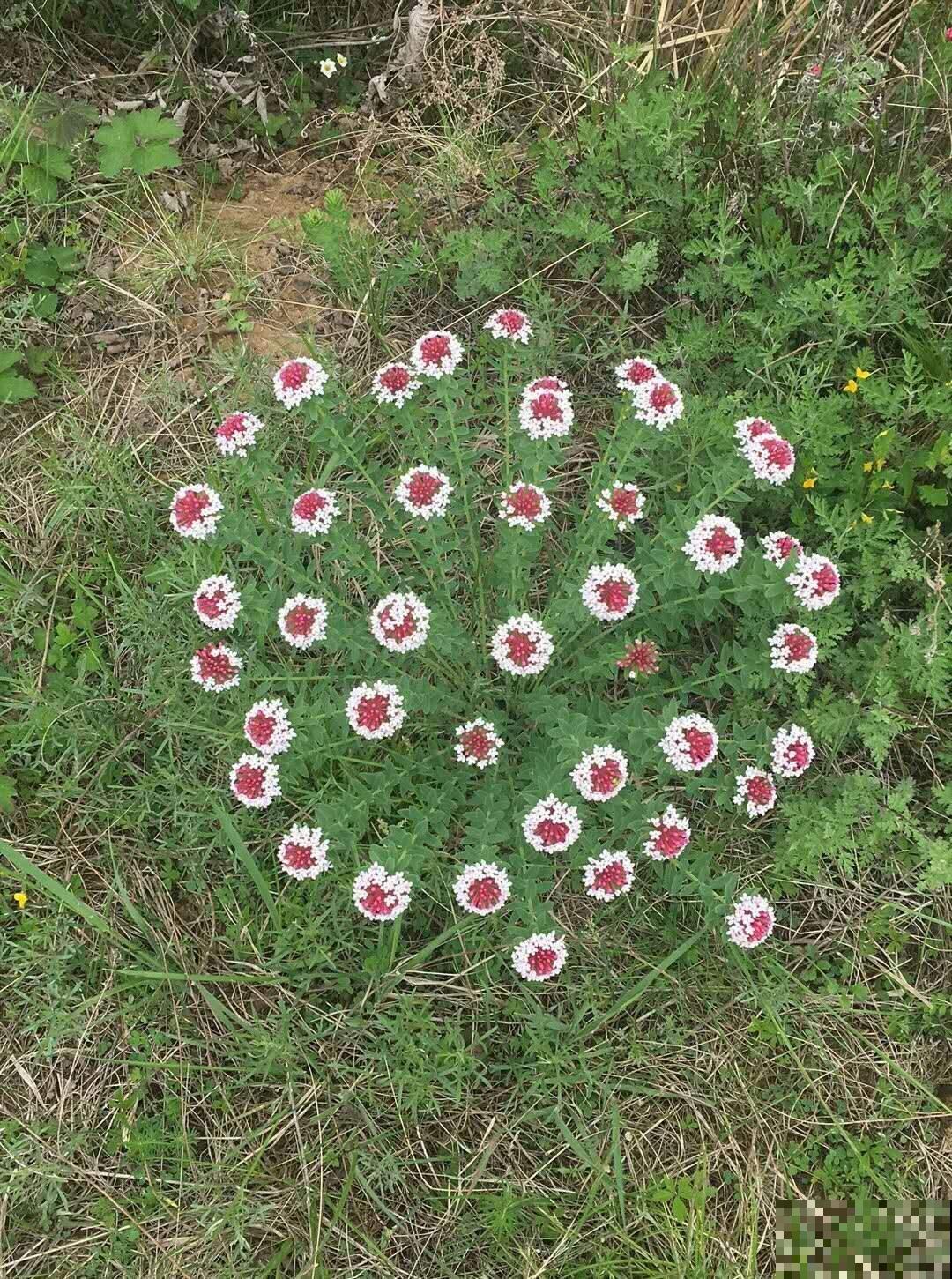 一种毒花要远离，花朵鲜艳含剧毒，却也有“温柔”一面