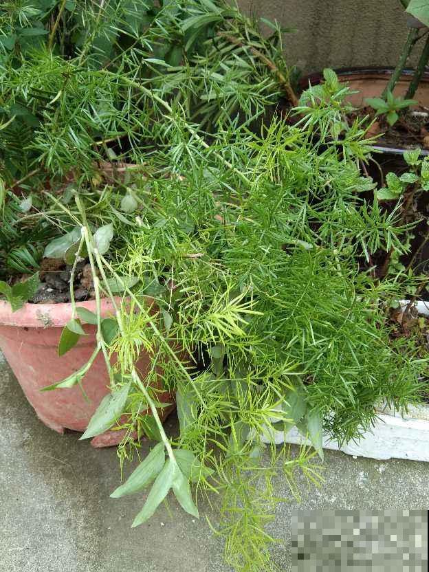 武竹枝条更加苍劲，一年四季绿油油，观赏性超强