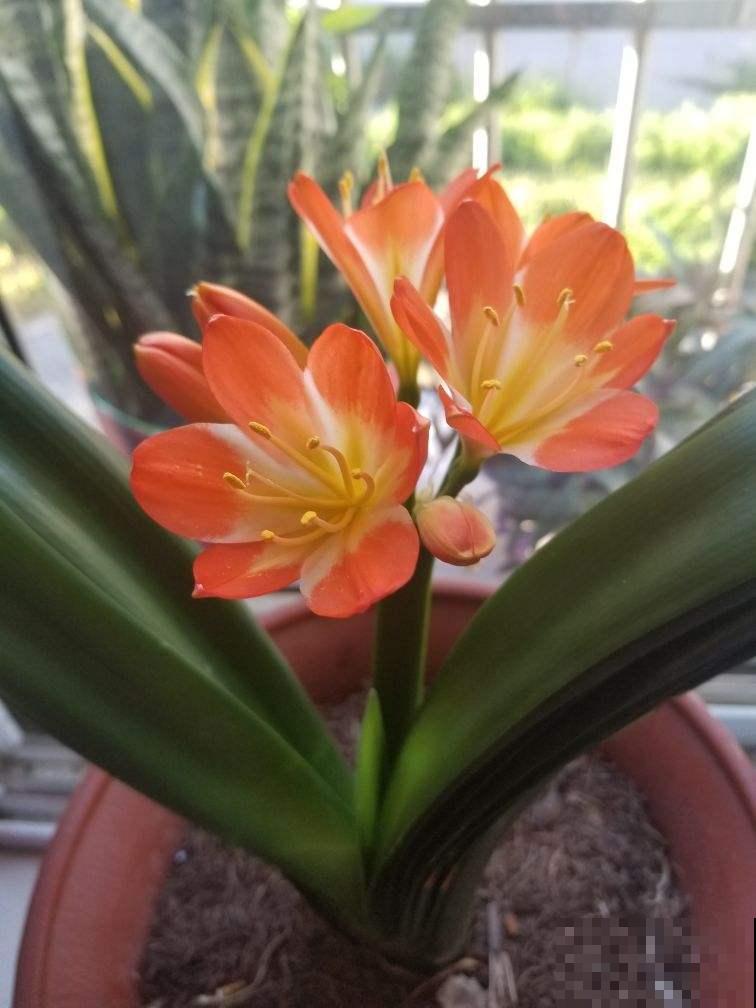 6种年宵花,现在买还便宜,再过一个月就涨价! 6种年宵花,现在买还便宜,再过一个月就涨价!