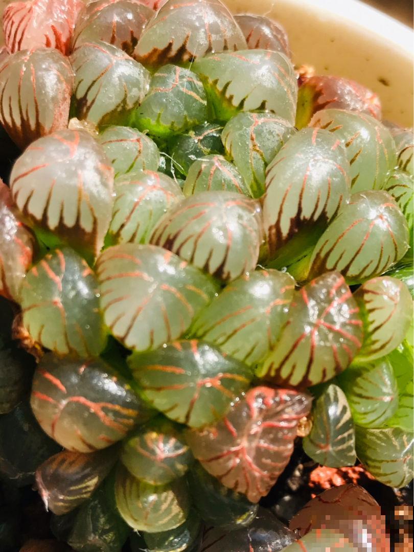 冬天养多肉,叶心的一滴水,就有可能烂叶 冬天养多肉,叶心的一滴水,就有可能烂叶