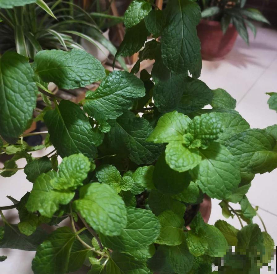 这几种花脾气差，动不动就“打架”，最后两败俱伤成笑话！