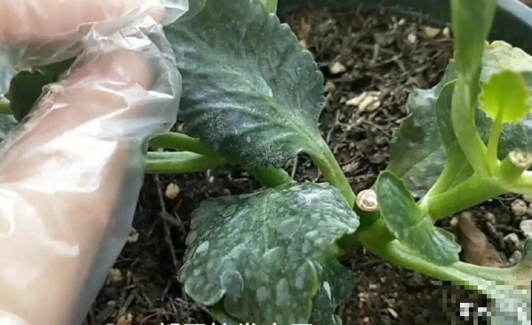 自制“增亮剂”，给花叶子擦一擦，亮的照人影