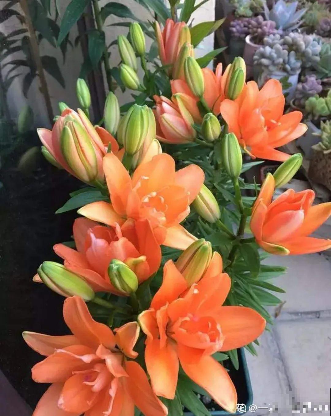 鱼肠肥、大骨粉，现在埋几勺，春天开花上百朵