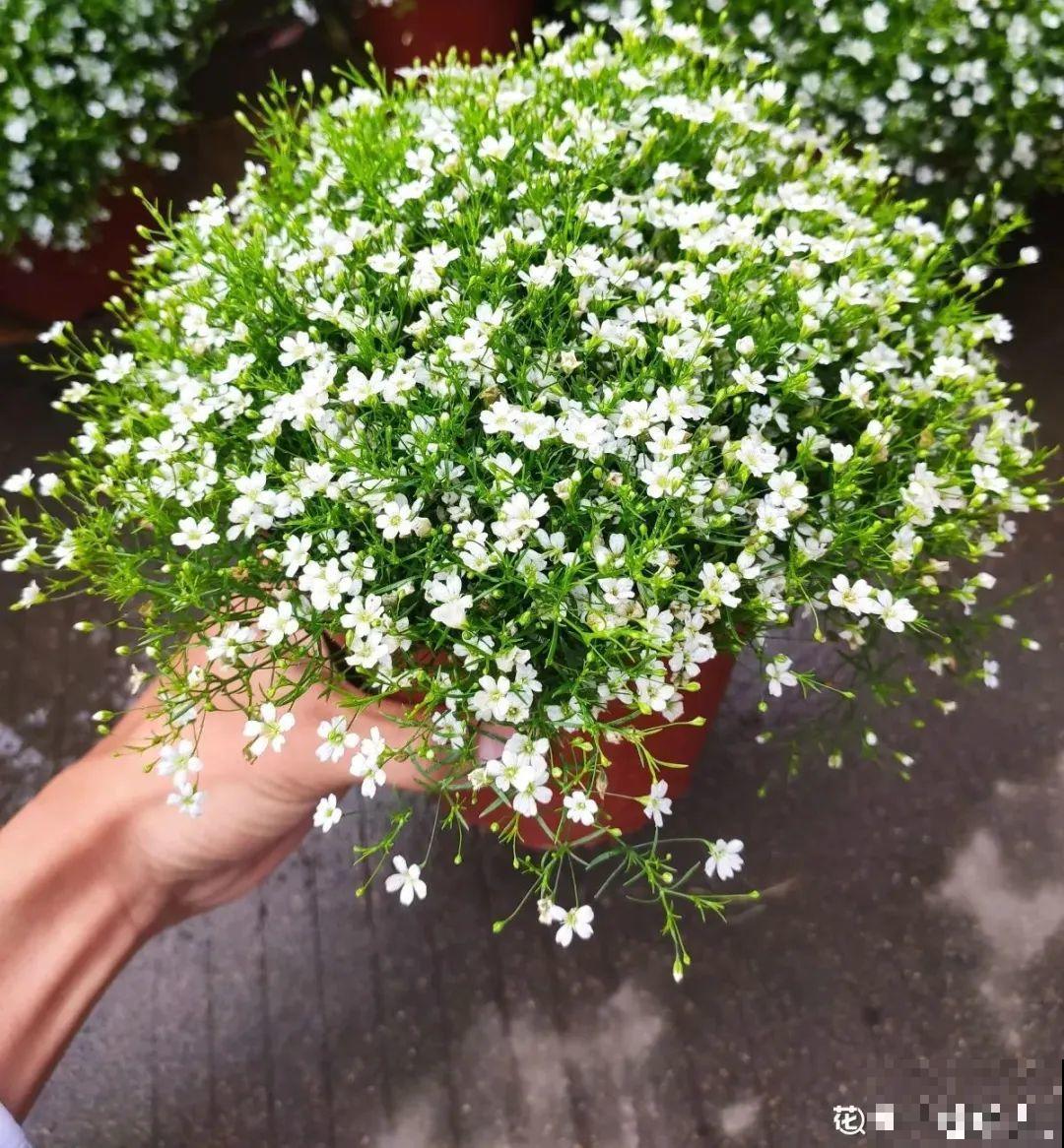 20种花春天开得正盛,花期长、容易爆花,虫害少! 20种花春天开得正盛,花期长、容易爆花,虫害少!