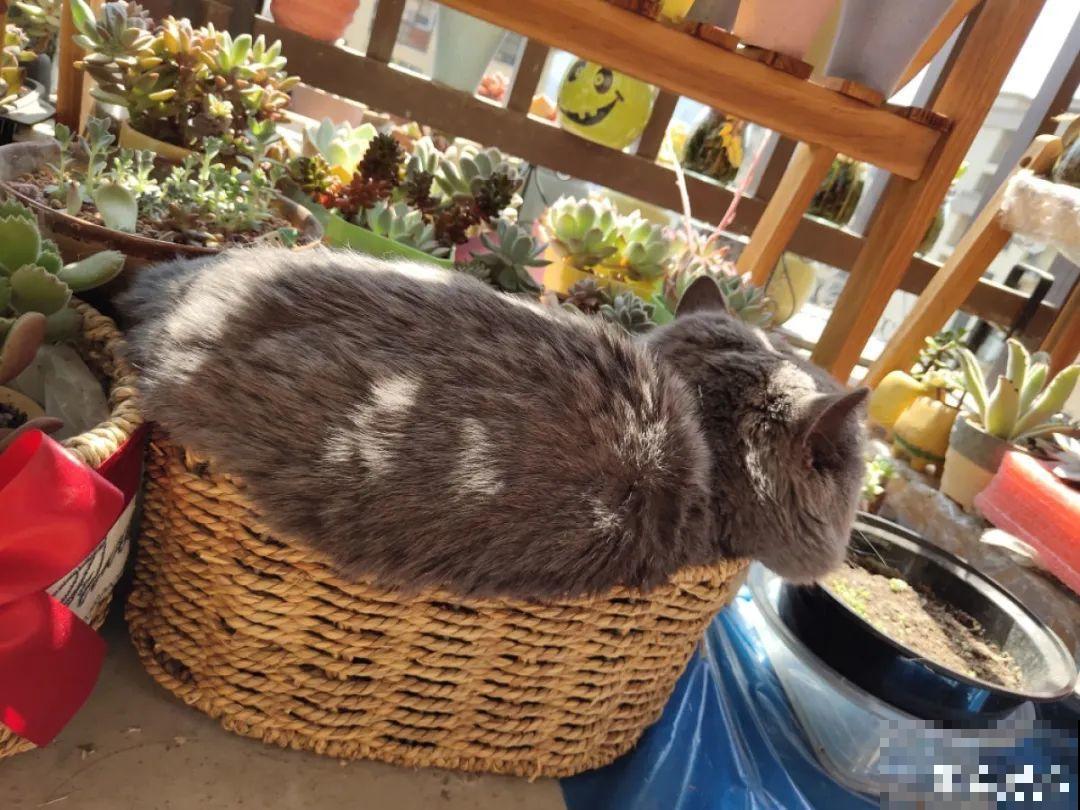 10个养花偏方,一般人我不告诉他,养花太好用 10个养花偏方,一般人我不告诉他,养花太好用