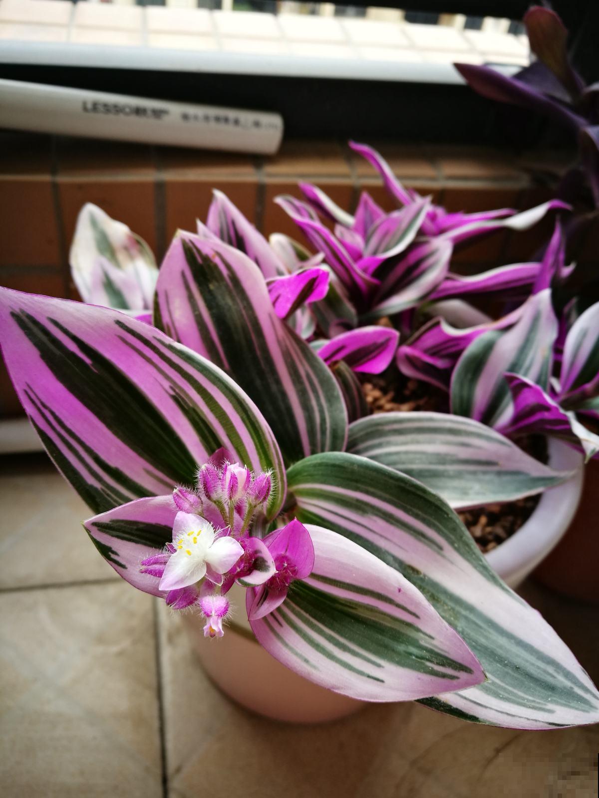 超耐阴的花,北阳台也能养,叶子美得像油画 超耐阴的花,北阳台也能养,叶子美得像油画