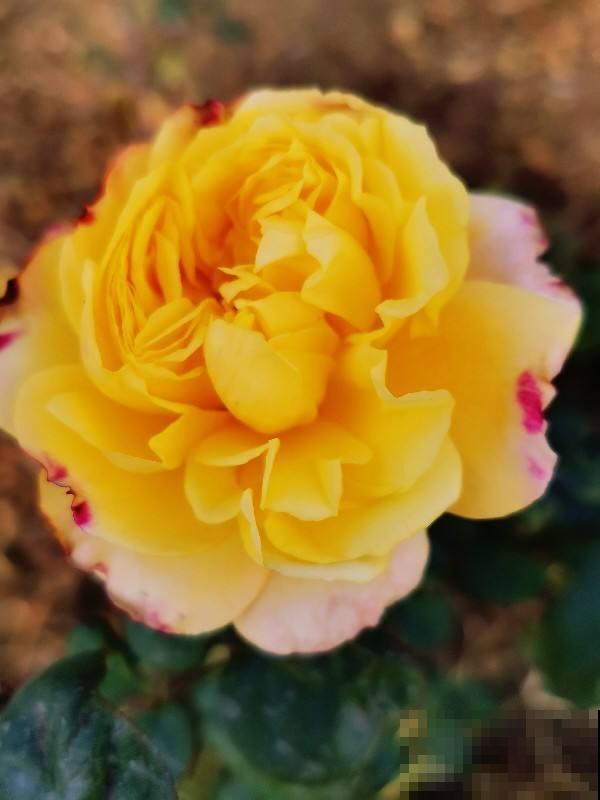 家里的大院子不能浪费,养点花种点菜,日子真舒坦 家里的大院子不能浪费,养点花种点菜,日子真舒坦