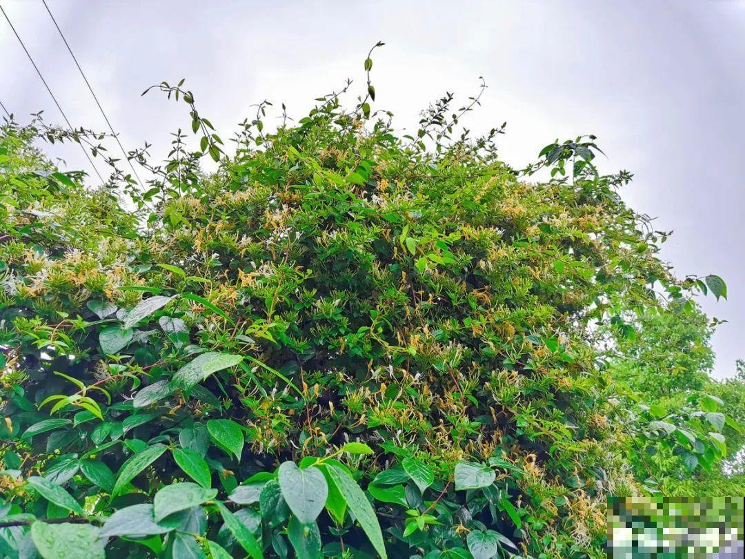 16种花，能养成传家宝，养个几十年没问题