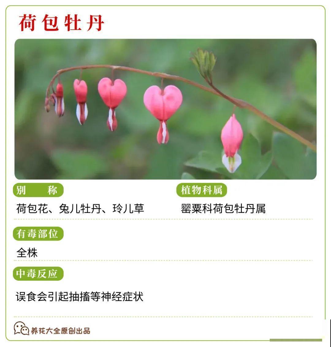 30种常见有毒花，很多人都在养，一定要小心养！