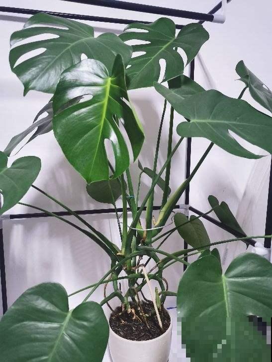 龟背竹剪一刀，植物挺拔精神，常年不倒伏