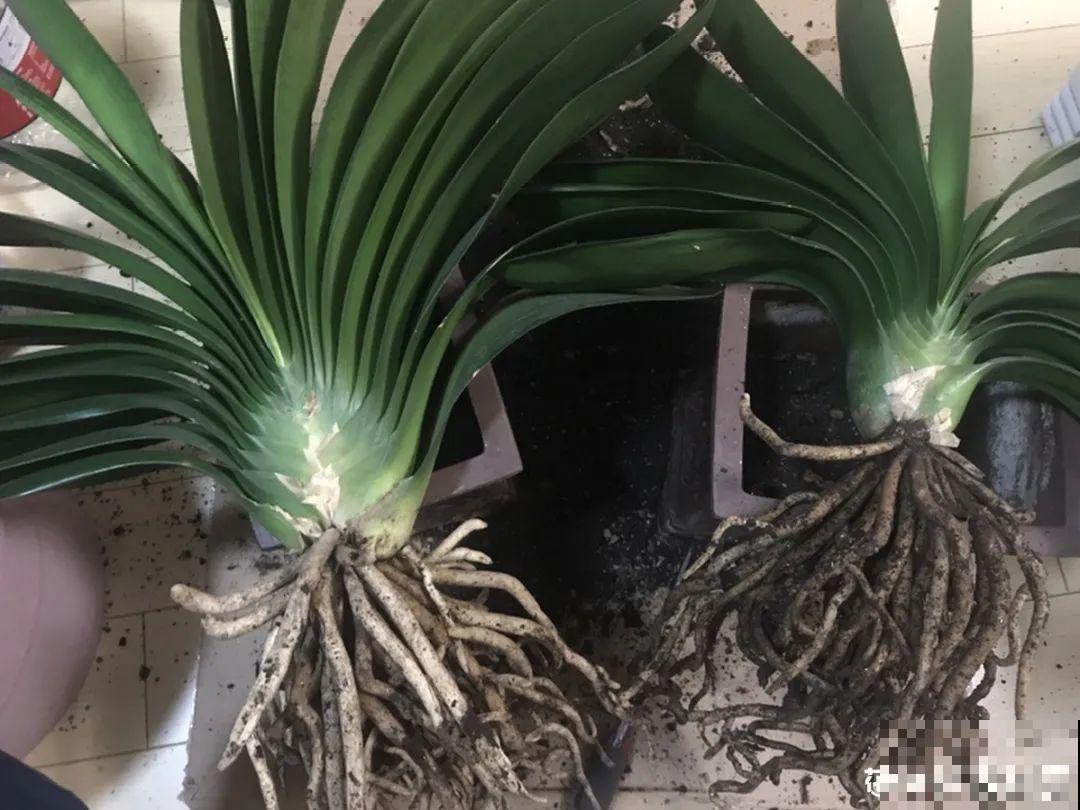 养花一定要选对盆，花盆选不对，花就长不好