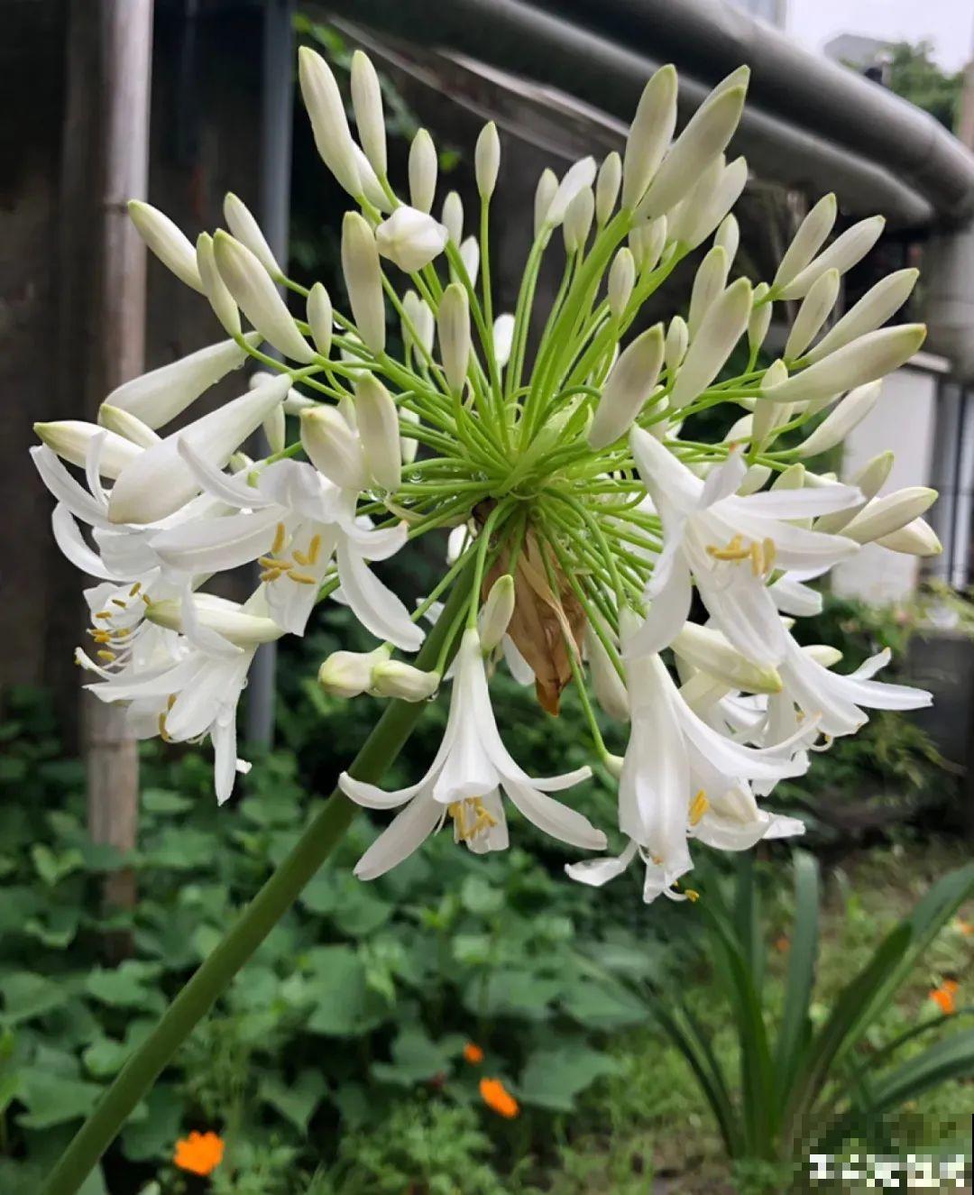 1种君子兰，个头能窜1米多，开花是梦幻蓝色，特迷人