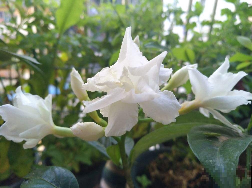 盘点那些名字难听的花,因为名字被人忽视,开花却非常美! 盘点那些名字难听的花,因为名字被人忽视,开花却非常美!