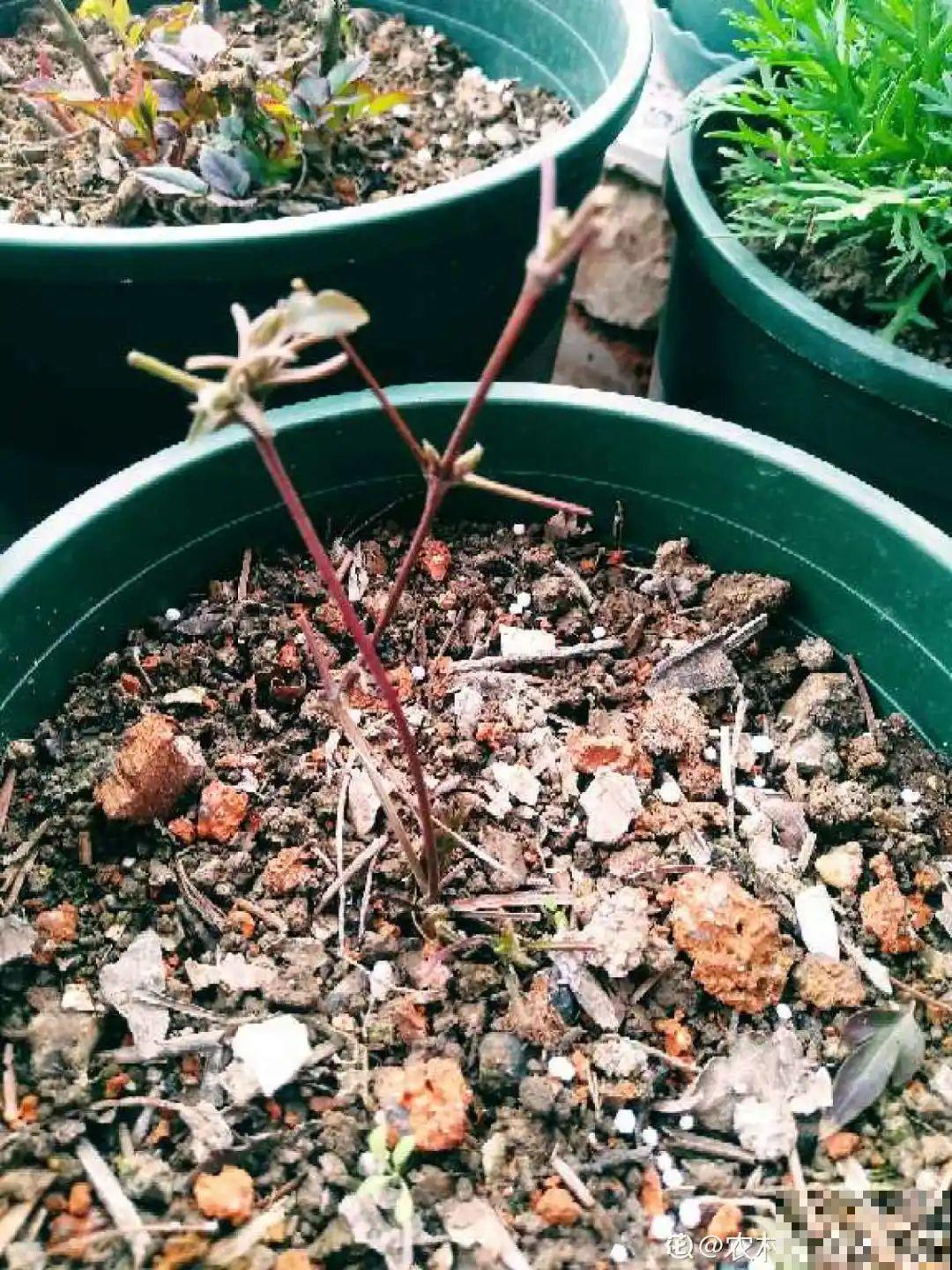 7种花，现在绝对不能剪，剪了一年不开花！