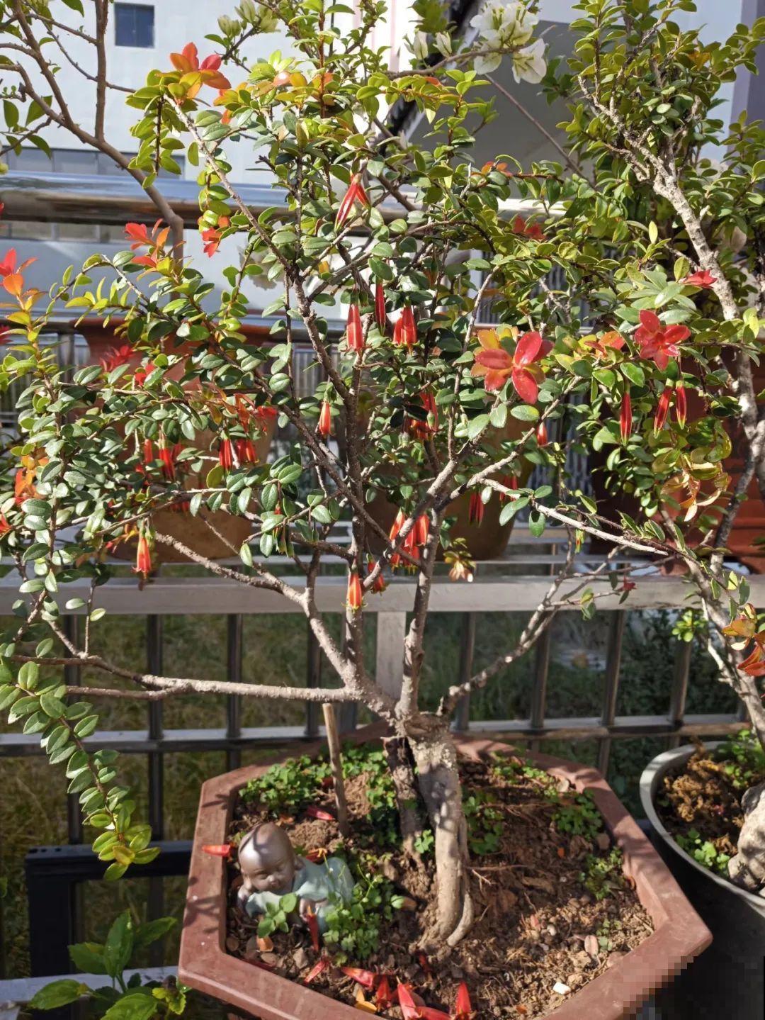 农村树上长出大萝卜?开出灯笼花,价格贵的出奇! 农村树上长出大萝卜?开出灯笼花,价格贵的出奇!