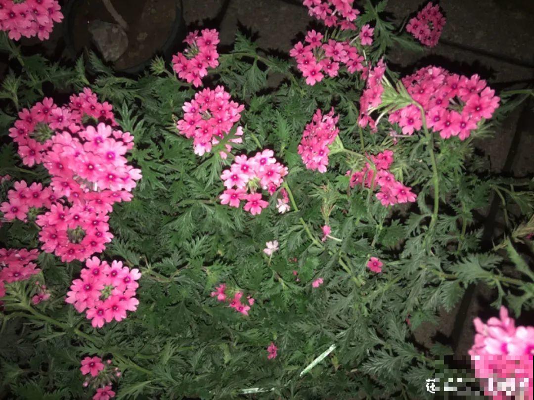 有院子的话，种这6种花，沾土就活一大片