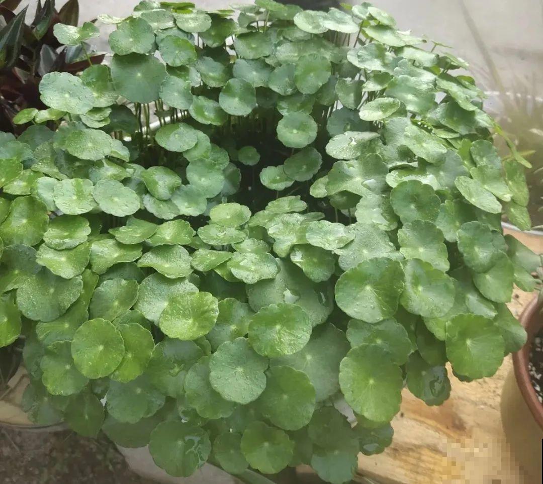 聪明人养花,喜欢养气质花,养在家里上档次! 聪明人养花,喜欢养气质花,养在家里上档次!