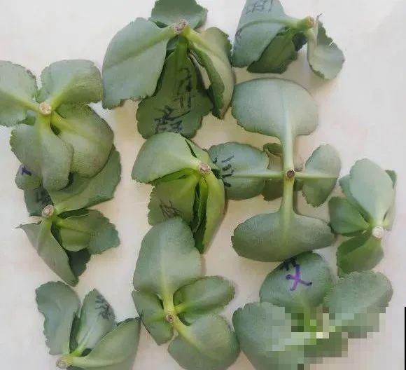 长寿花超全大养护，养爆盆的秘密，全在这里！