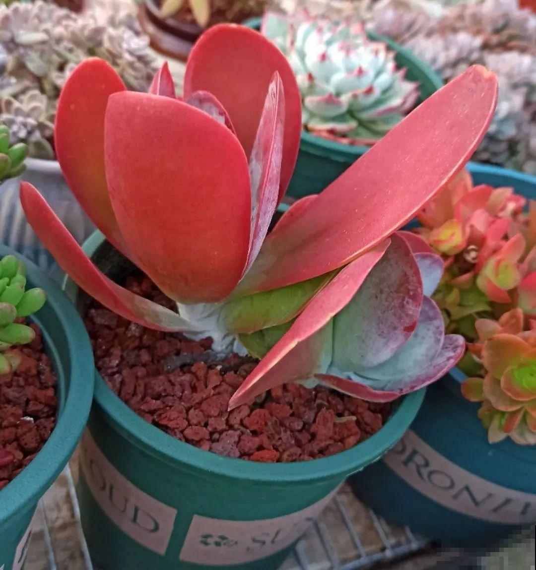 多肉养在大盆里,就是豪横霸气,棵棵大得像白菜 多肉养在大盆里,就是豪横霸气,棵棵大得像白菜