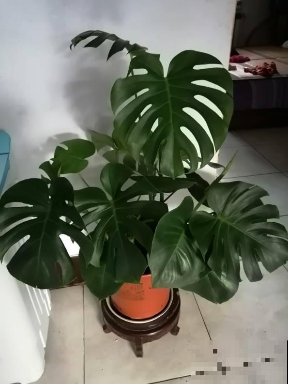 龟背竹剪一刀，植物挺拔精神，常年不倒伏