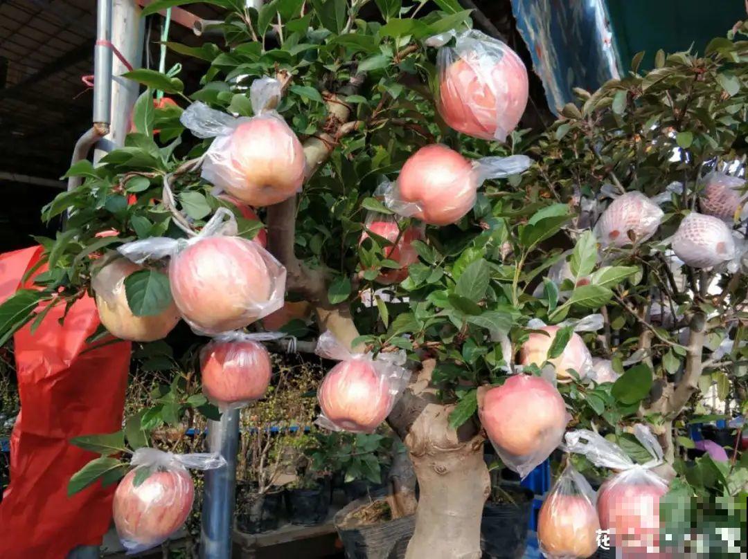 1盆苹果卖300块,为啥这么贵,难道是金苹果? 1盆苹果卖300块,为啥这么贵,难道是金苹果?