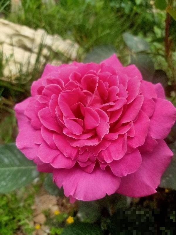 5种花不能养在卧室，香味太浓，影响睡眠