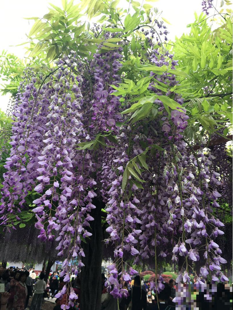 路边看到3种“树种子”，捡回家温水泡一泡，种花盆里变成值钱树