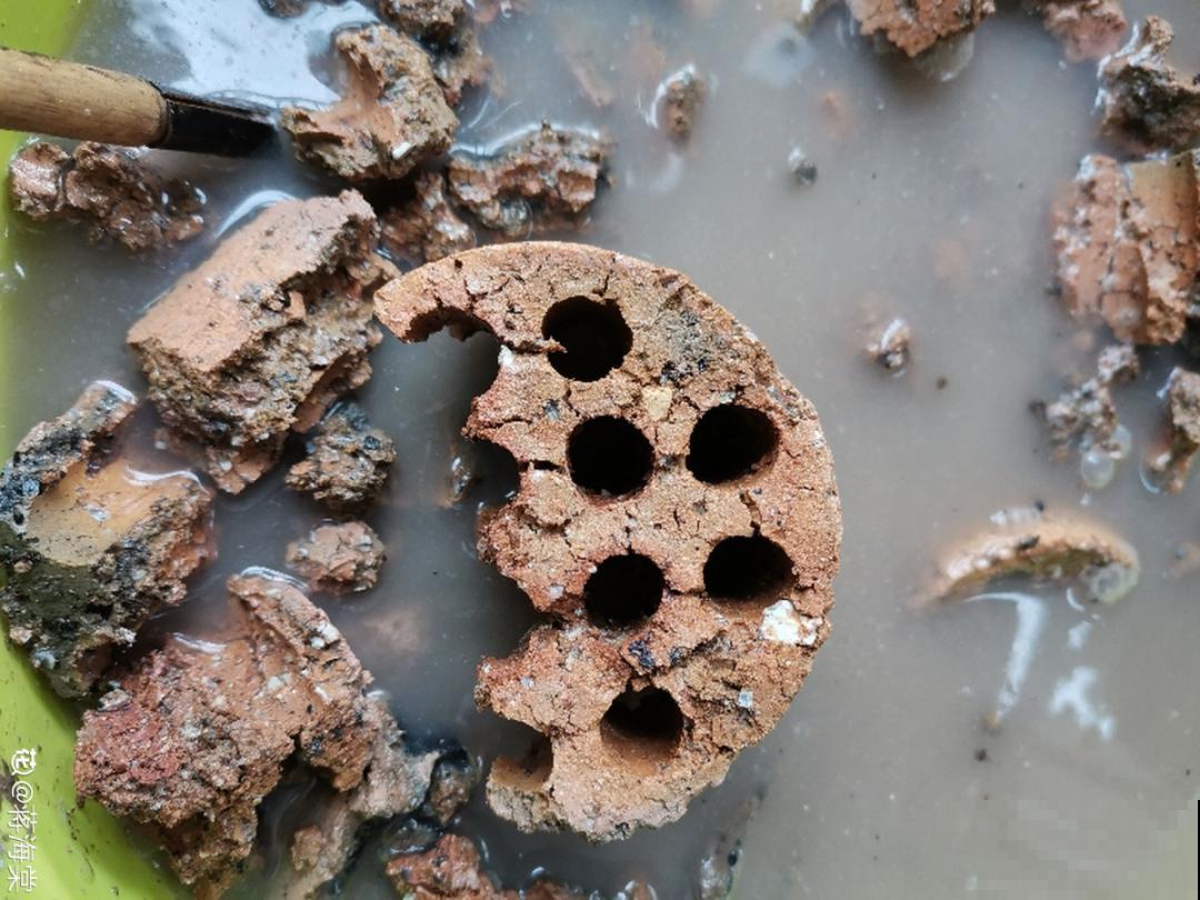 换盆也有限制，正在开花的植物不能换，不然花容易死