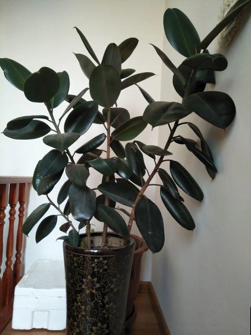 聪明人养花,喜欢养气质花,养在家里上档次! 聪明人养花,喜欢养气质花,养在家里上档次!