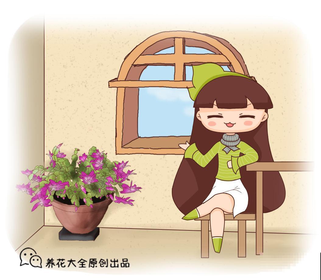 蟹爪兰养不好？4个小技巧，一盆养多年！