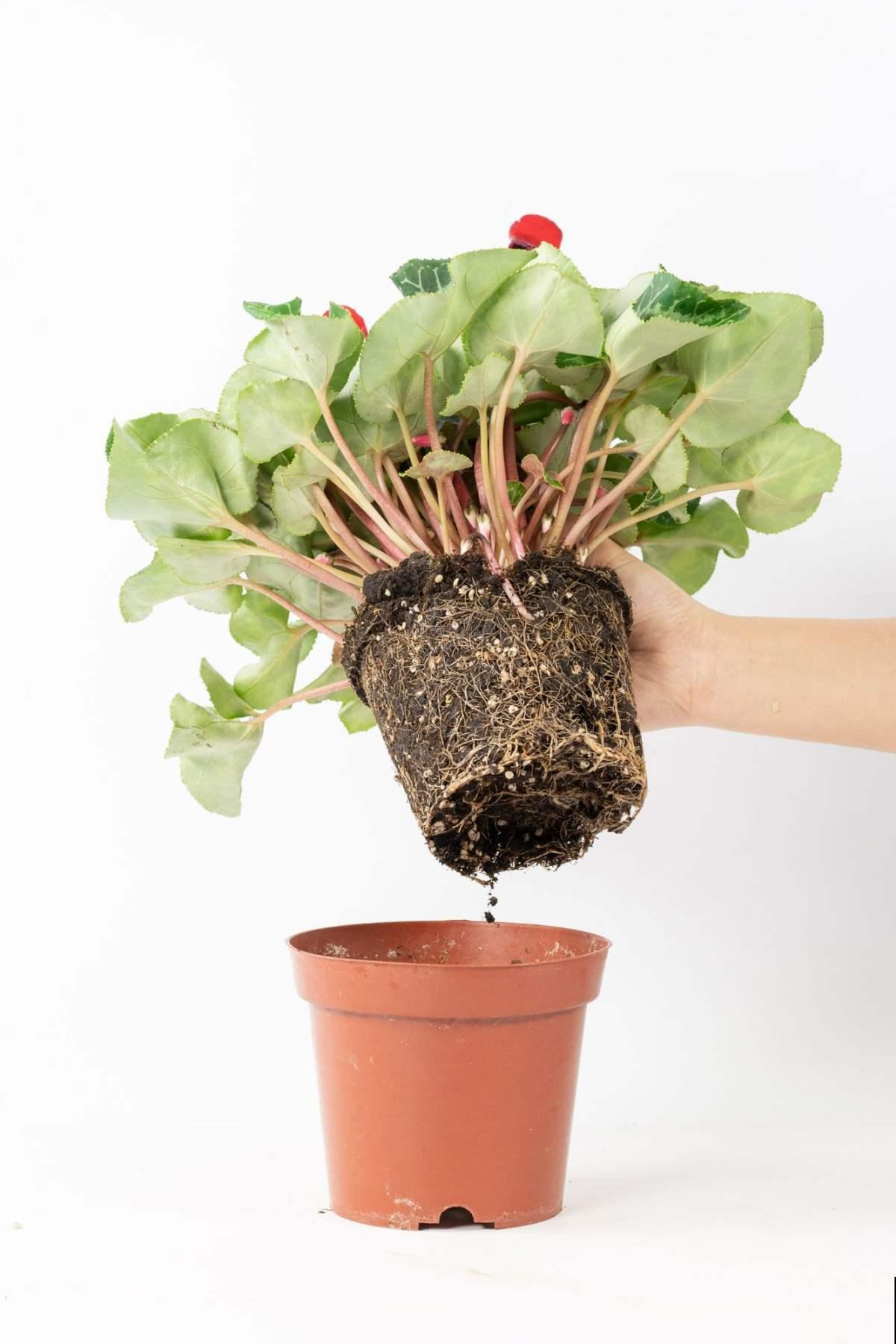 老花农都知道，养花5种情况不能施，小心只剩下盆！