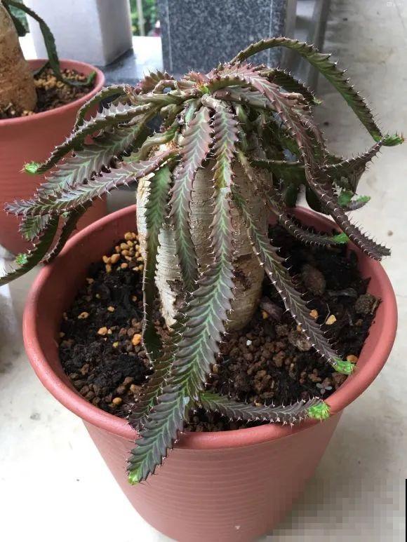 农村树上长出大萝卜?开出灯笼花,价格贵的出奇! 农村树上长出大萝卜?开出灯笼花,价格贵的出奇!