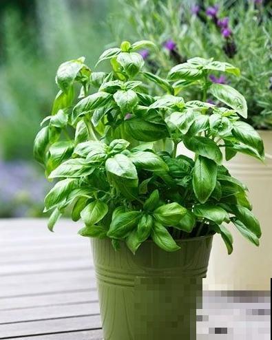 这6种植物养在厨房，油烟味被吸光，空气保持清新！