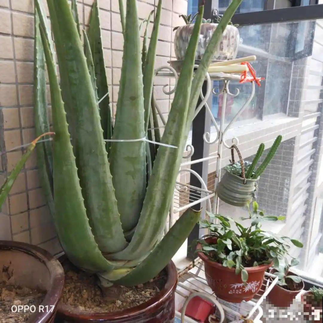 16种花，能养成传家宝，养个几十年没问题