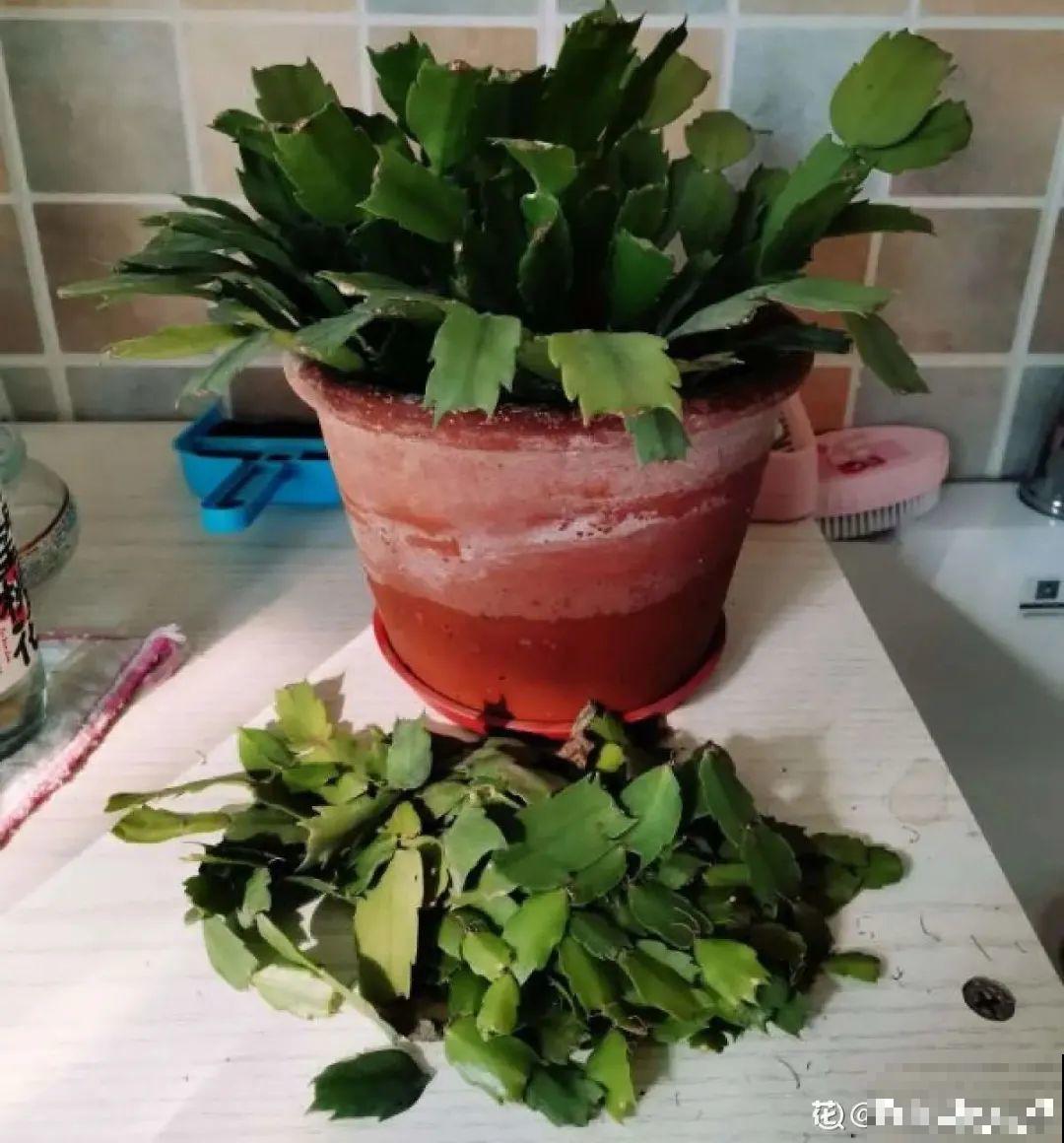 现在扦插超好活，剪根枝，捂3天，冒出狗牙根！