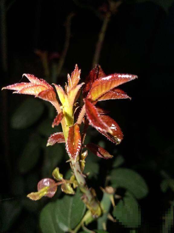 春天快到了，植物容易遭受虫害，学会治疗方法最重要