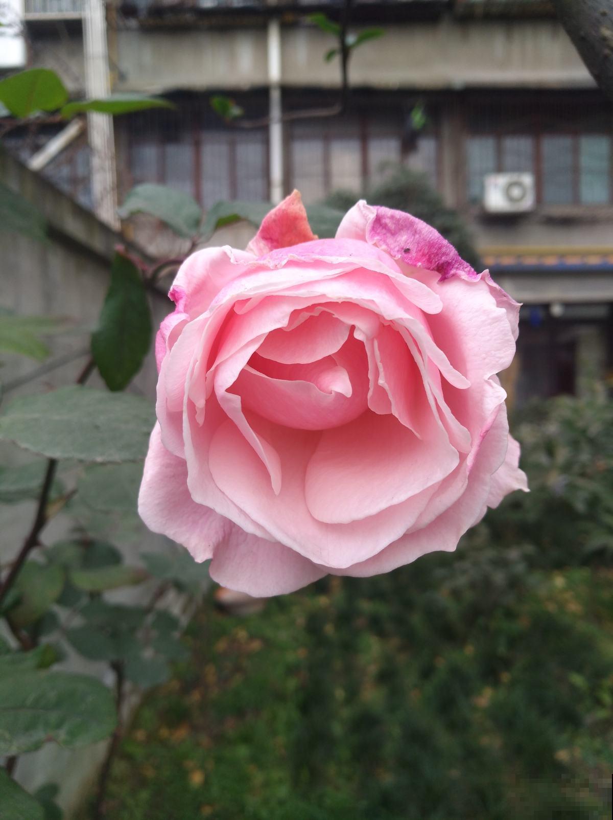 春天在院子里养花，种这6种，能开上千朵花