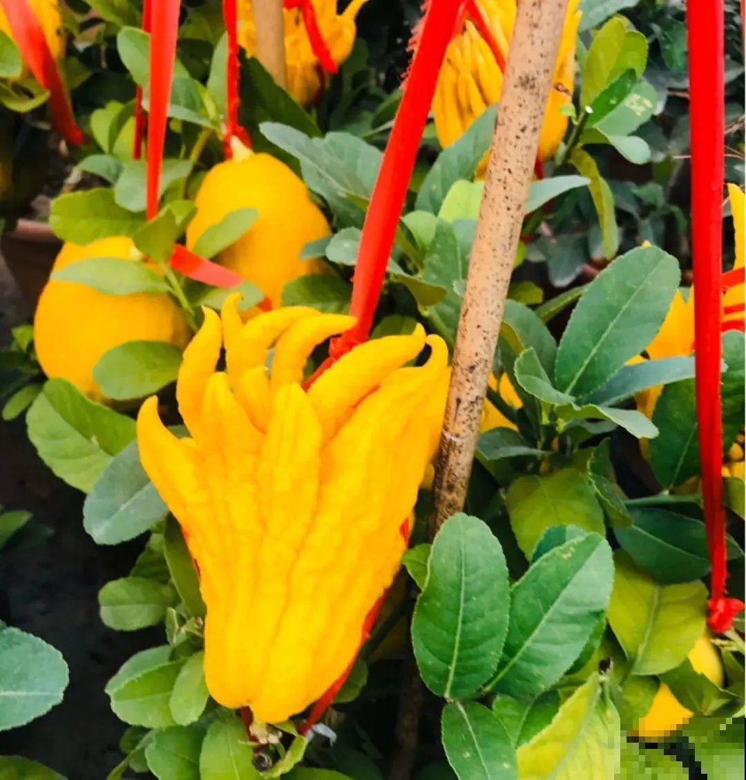 1盆苹果卖300块,为啥这么贵,难道是金苹果? 1盆苹果卖300块,为啥这么贵,难道是金苹果?