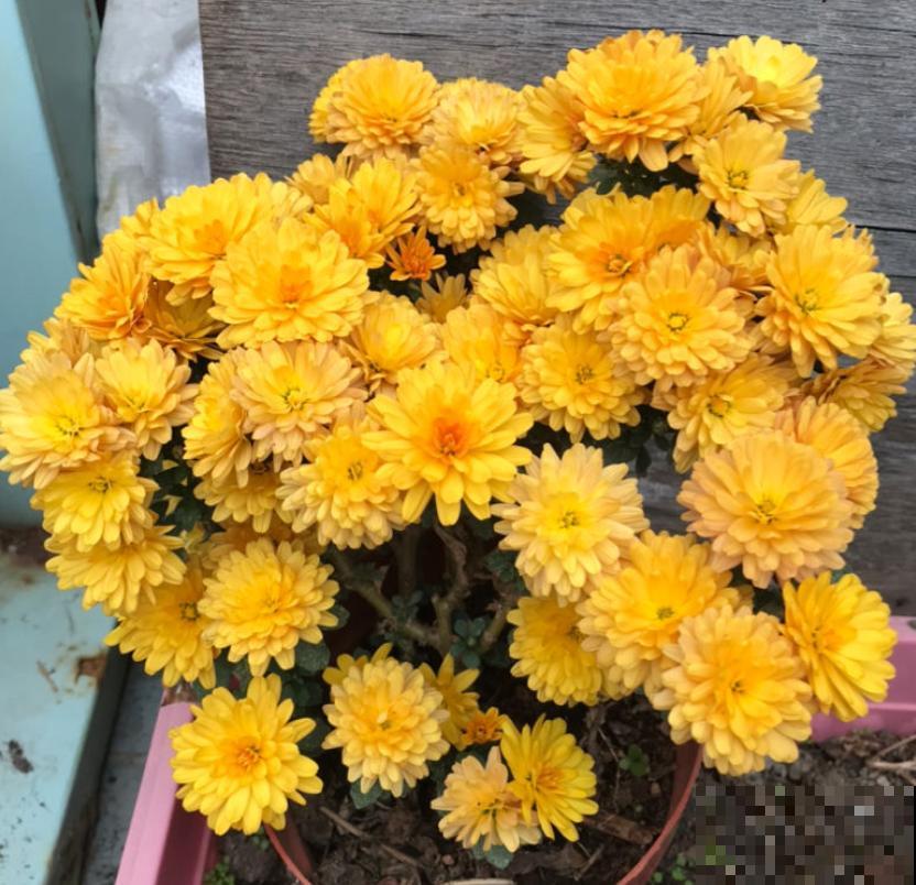 家里养盆千头菊，开花呼呼爆盆，一盆能开上百朵