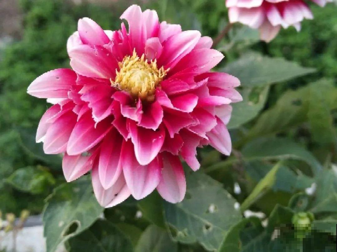 惊蛰之后，小虫乱飞，教你16种杀虫方法