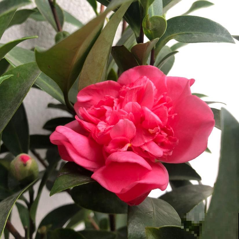 6种年宵花,现在买还便宜,再过一个月就涨价! 6种年宵花,现在买还便宜,再过一个月就涨价!