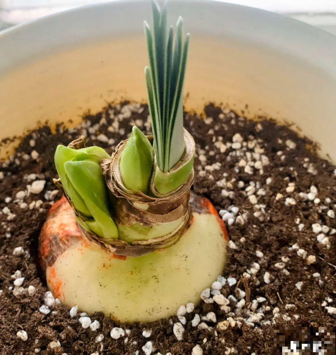 虎皮兰扒层土，嗖嗖冒芽，长得特旺